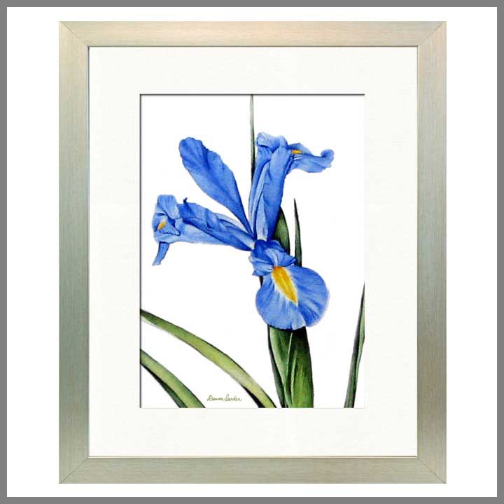 xeoma vs blue iris